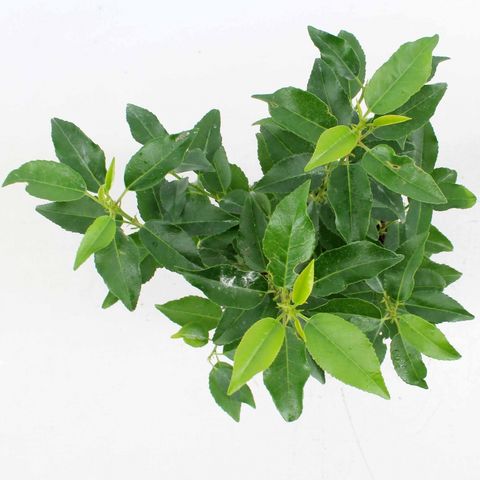 Prunus lusitanica 'Angustifolia'