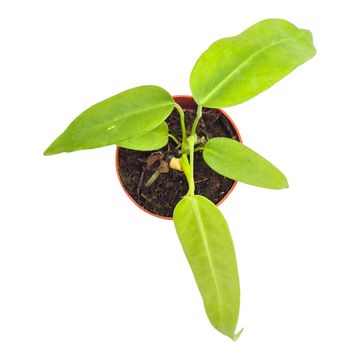 Anthurium pallidiflorum