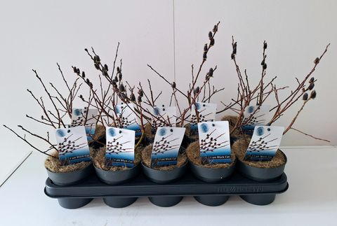 Salix gracilistyla 'Melanostachys'