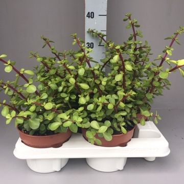 Portulacaria afra