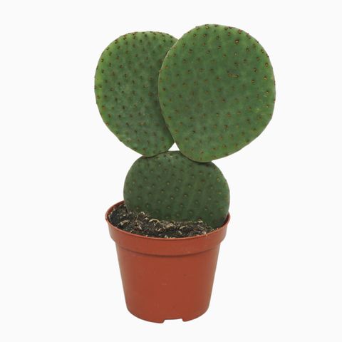 Opuntia microdasys inermis