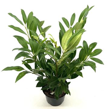 Prunus laurocerasus 'Herbergii'