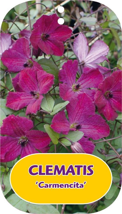 Clematis 'Carmencita' (Vt)