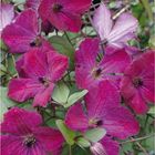 Clematis 'Carmencita' (Vt)