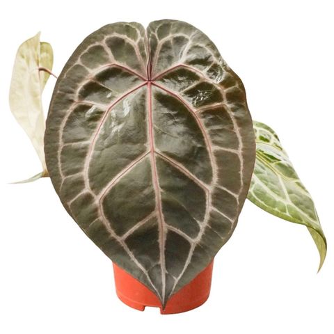 Anthurium 'Docblock Michelle'