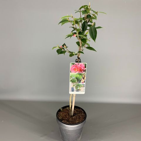 Camellia 'Spring Festival'