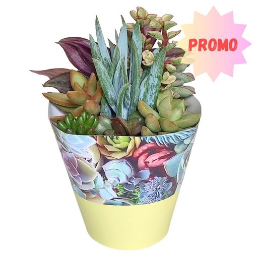 Succulents MIX IN POT