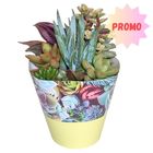 Succulents MIX IN POT