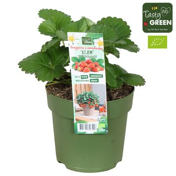 Fragaria x ananassa 'Elan'