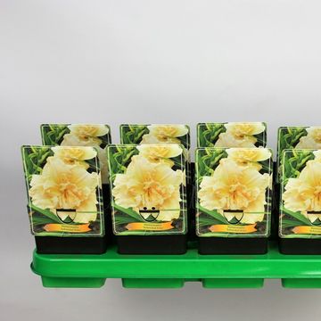 Hemerocallis 'Schnickel Fritz'