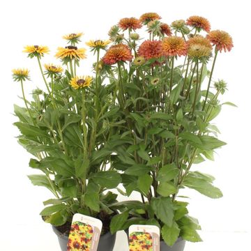 Rudbeckia SUMMERINA MIX