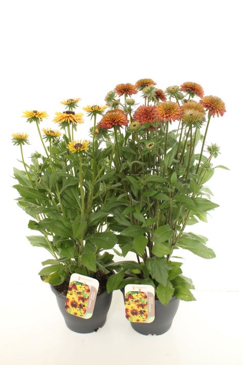Rudbeckia SUMMERINA MIX
