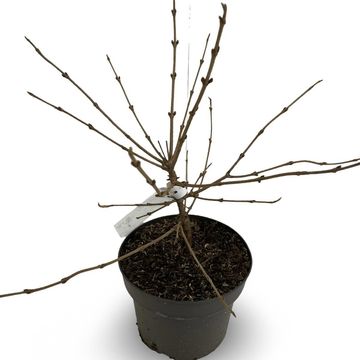 Viburnum plicatum 'Mariesii'