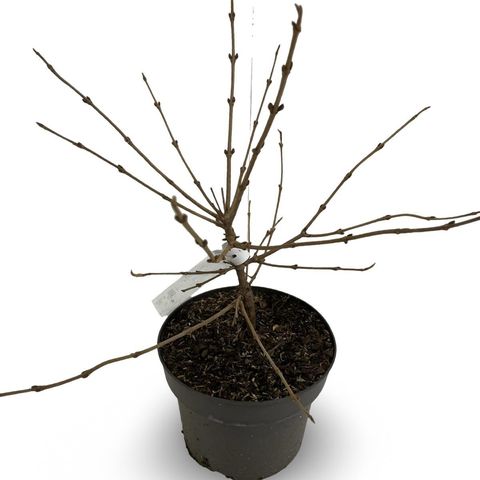 Viburnum plicatum 'Mariesii'