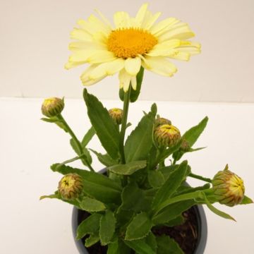 Leucanthemum BROADWAY LIGHTS