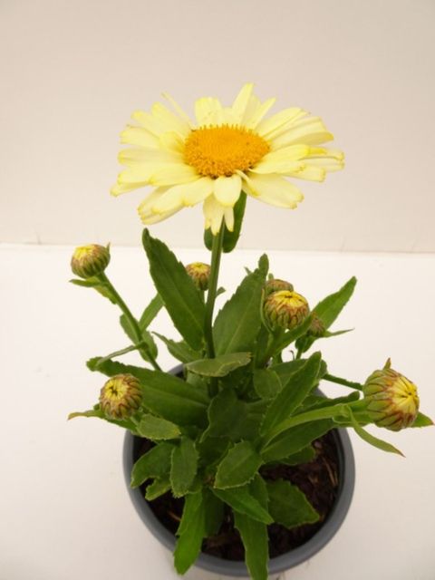 Leucanthemum BROADWAY LIGHTS