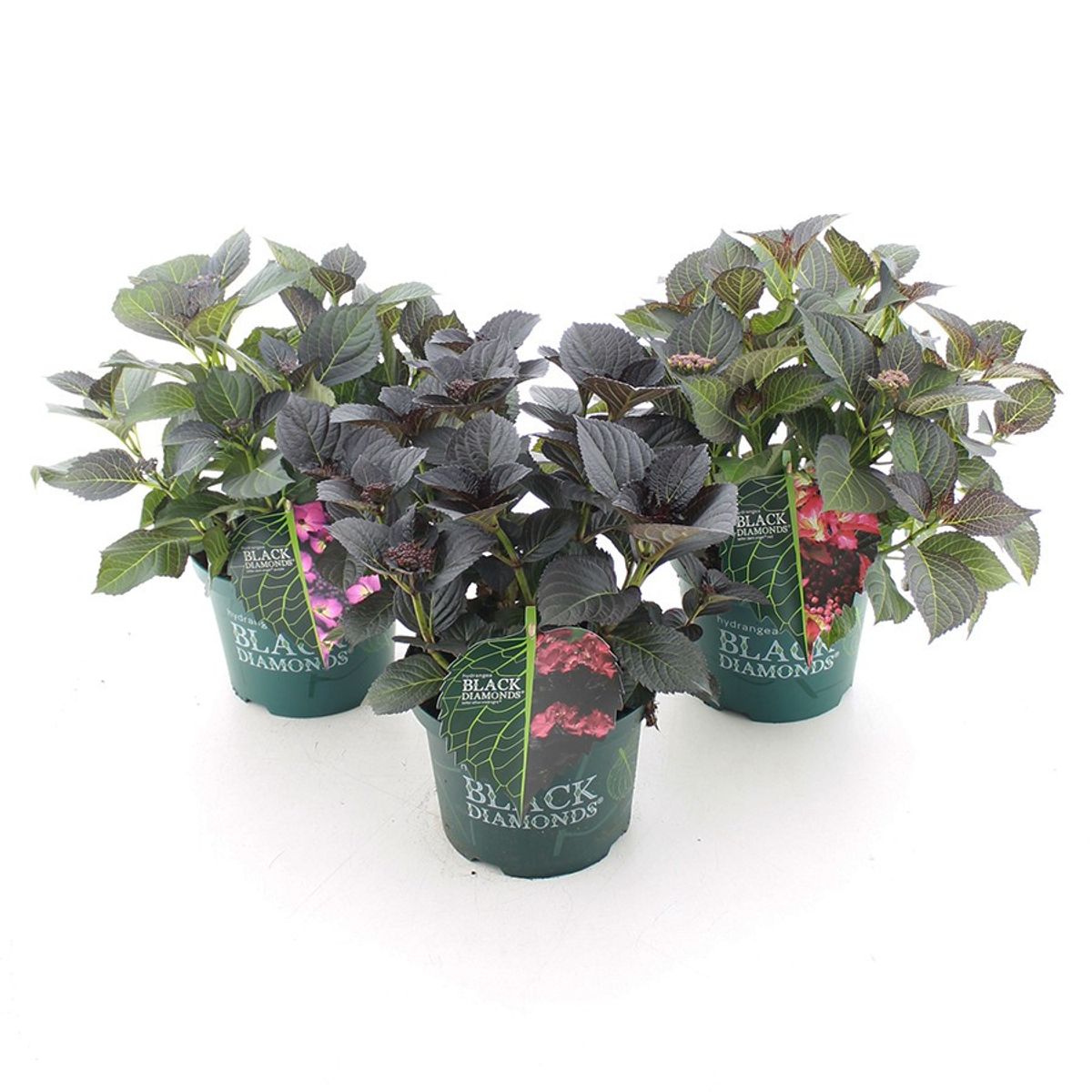 Hydrangea macrophylla BLACK DIAMONDS MIX — Plant Wholesale FlorAccess