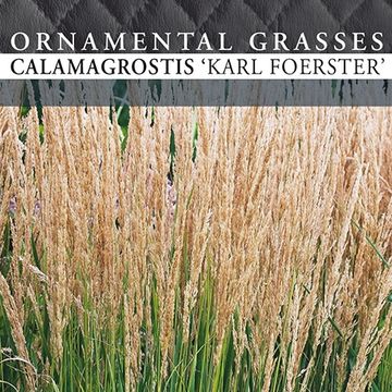 Calamagrostis x acutiflora 'Karl Foerster'