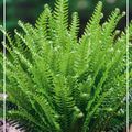 Blechnum spicant