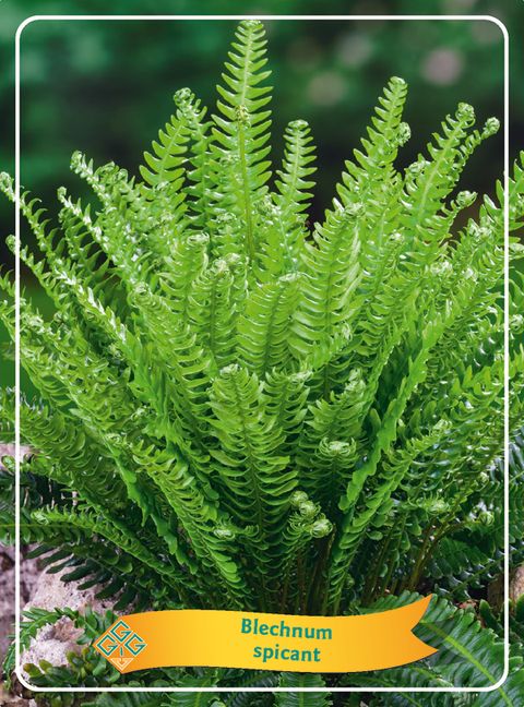 Blechnum spicant
