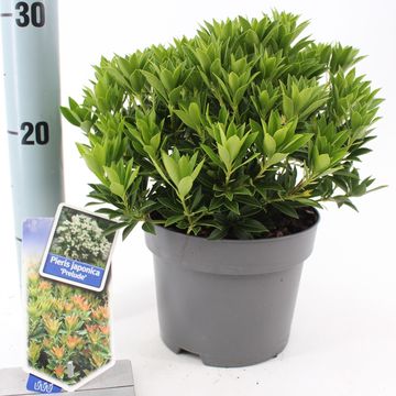 Pieris japonica 'Prelude'