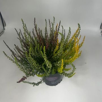 Calluna vulgaris GARDEN GIRLS MIX IN POT