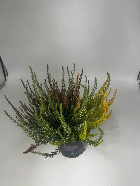 Calluna vulgaris GARDEN GIRLS MIX IN POT