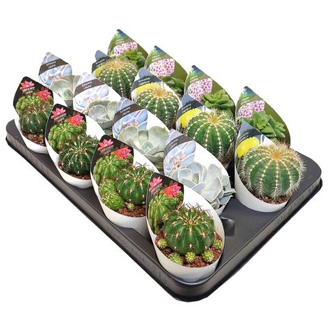 Cactus MIX — Plant Wholesale FlorAccess