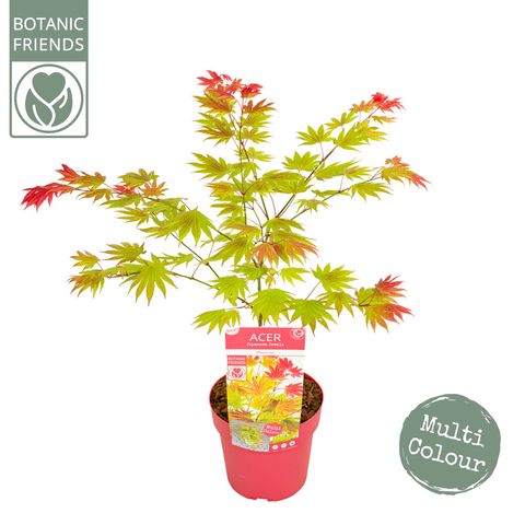 Acer shirasawanum MOONRISE