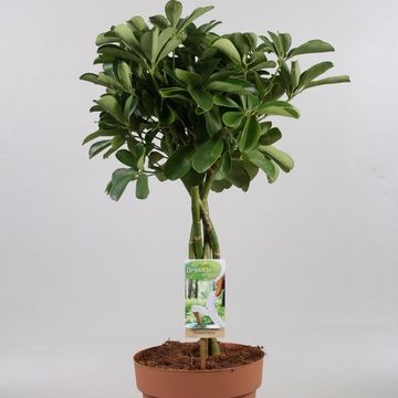 Schefflera arboricola 'Nora'