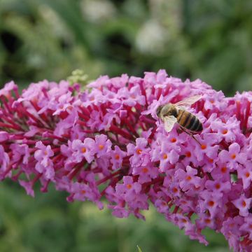 Buddleja davidii 'Pink Delight'