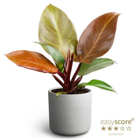 Philodendron 'Prince of Orange'