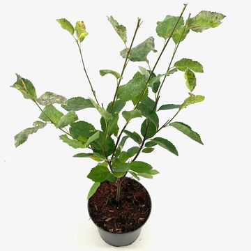 Amelanchier lamarckii