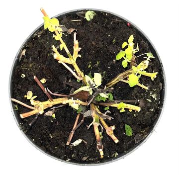 Agastache 'Blue Fortune'