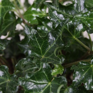 Hedera helix 'Ivalace'