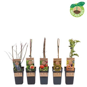 Plantes fruitières MIX