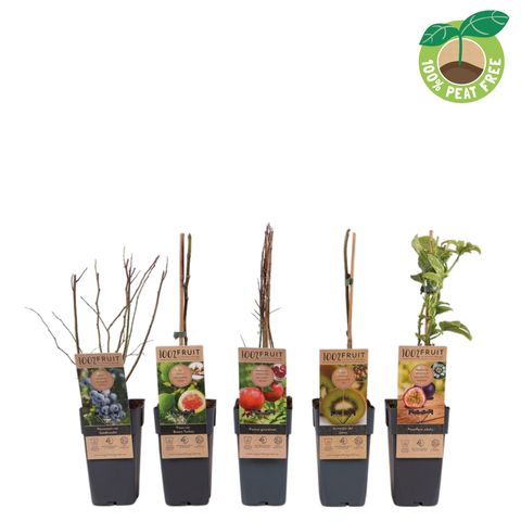 Plantas frutíferas MIX