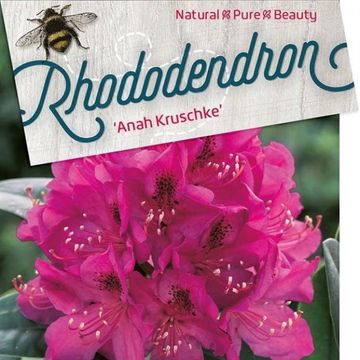 Rhododendron 'Anah Kruschke'