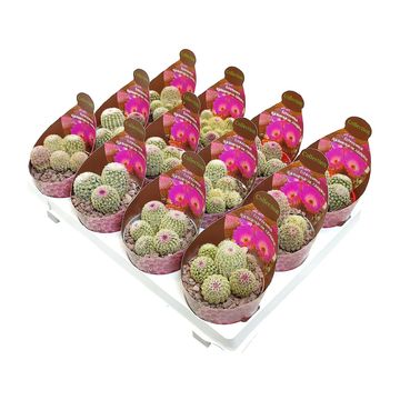 Echinocereus rigidissimus rubispinus