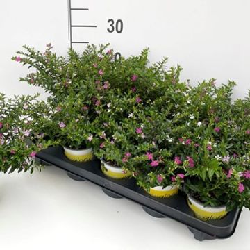 Cuphea hyssopifolia FLORIGLORY MIX IN POT