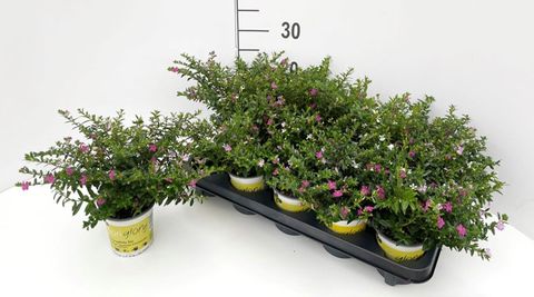 Cuphea hyssopifolia FLORIGLORY MIX IN POT