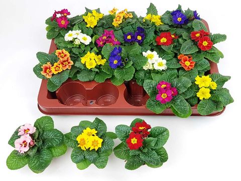 Primula vulgaris MIX