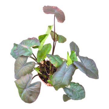 Colocasia 'Hybrid Rosemary'