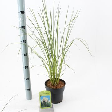 Cortaderia selloana 'Weiße Feder'