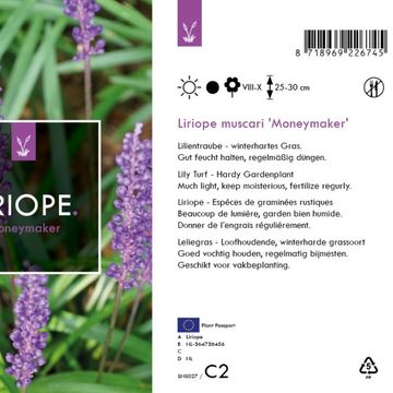 Liriope muscari 'Moneymaker'