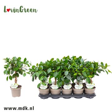 Ficus 'Maya'