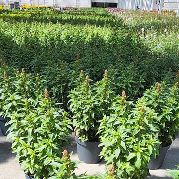 Antirrhinum majus MIX