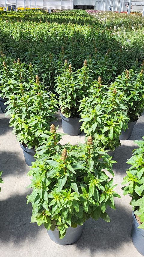Antirrhinum majus MIX