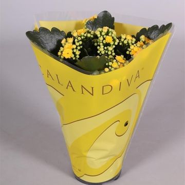 Kalanchoe blossfeldiana CALANDIVA MIX