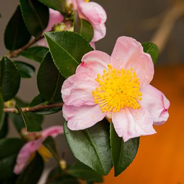 Camellia sasanqua 'Pink Premium'